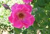 Nora Cunningham rose photo