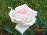 Käte Felberg rose photo