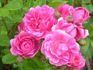 Rote Teschendorffs Jubiläumsrose rose photo