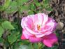 Frau Bürgermeister Kirschstein rose photo