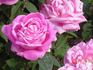Marianne Pfitzer rose photo