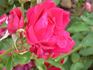 Belvédère rose photo