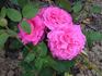 Dannenberg rose photo