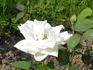 Deutsche Hoffnung rose photo