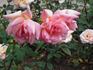 Fliegerheld Öhring rose photo