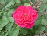 Frau Anna Lautz rose photo