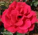 Fulgurante rose photo
