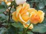 Gotha rose photo