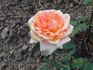 Gotha IV rose photo