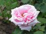 Freiburg II rose photo