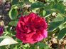 Kynast rose photo