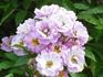 Frau Oberhofgärtner Schulze rose photo