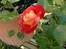 Dolly's Forever Rose rose photo