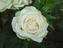 Kameleon rose photo