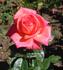 Lily de Gerlache rose photo
