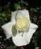 Atomic White rose photo