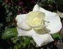Atomic White rose photo