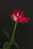 Cherry Cordial rose photo