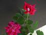 Cherry Cordial rose photo