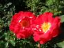 Romantic Ruffles rose photo