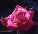 Alabama rose photo
