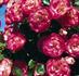 Patte de Velours rose photo