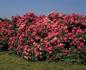 Patte de Velours rose photo