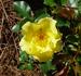 Pimpernelle rose photo