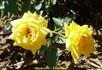 Sunnydew rose photo