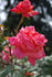 Argovia rose photo