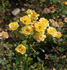 Yellow Fairy ™ rose photo