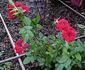Red Minimo ™ rose photo