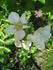 Clematis Rose rose photo