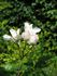 Clematis Rose rose photo