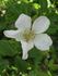 Clematis Rose rose photo