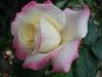 Millénium rose photo