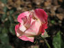 Colombina ® rose photo