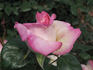 Gaudi rose photo
