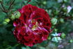 Sparkling Ruffles rose photo