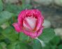 Exciting rose photo
