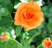 Holy Toledo rose photo