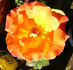Orange Waves rose photo