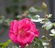 Sanguinaire rose photo