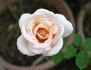Honey Favorite rose photo