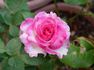 Better Homes rose photo