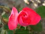 Cyclamen La Sevillana rose photo
