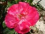 Cyclamen La Sevillana rose photo