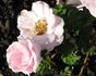 Prairie Wren rose photo