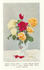 Margaret Dickson Hamill rose photo
