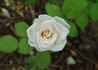 Medeo rose photo